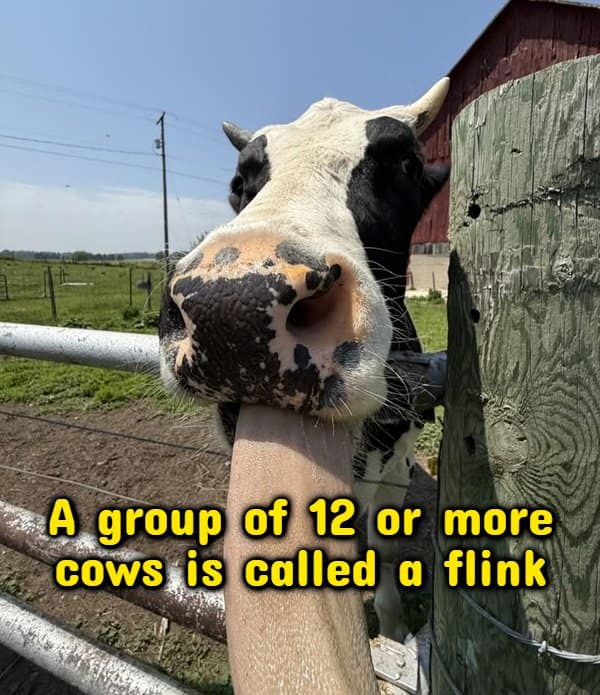 Cow licking a fence post as random facts explain that twelve cows make a flink.