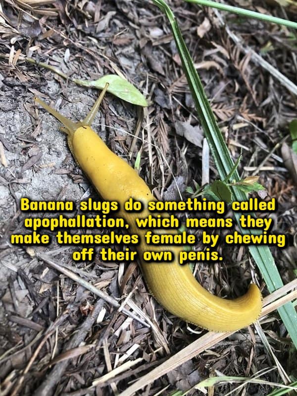 Yellow banana slug on forest floor with random facts text about its unusual mating habit.