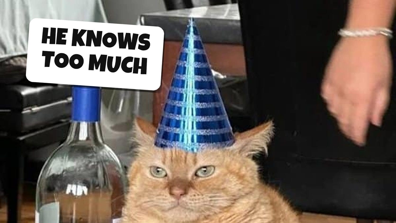 Annoyed orange cat wearing a blue party hat next to a bottle, the featured face of these random facts.
