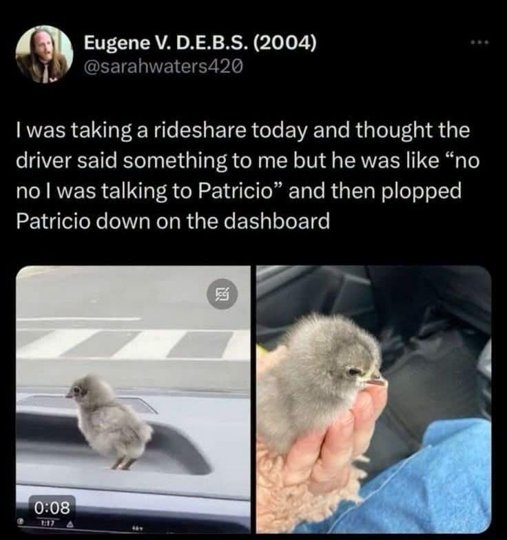 Rideshare driver turns out to be talking to Patricio, a tiny chick on the dashboard.