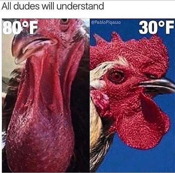Rooster heads comparing a long droopy wattle in heat and a shrunken one in cold