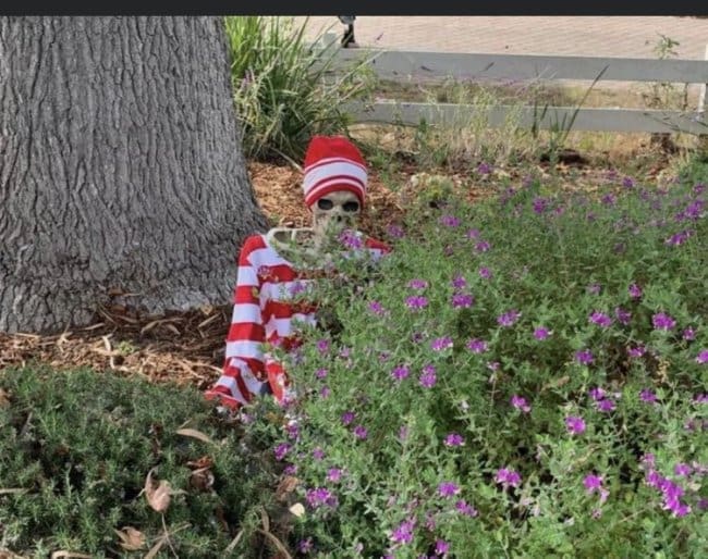 Skeleton dressed as Waldo in a striped shirt and hat hiding in a flower bed.