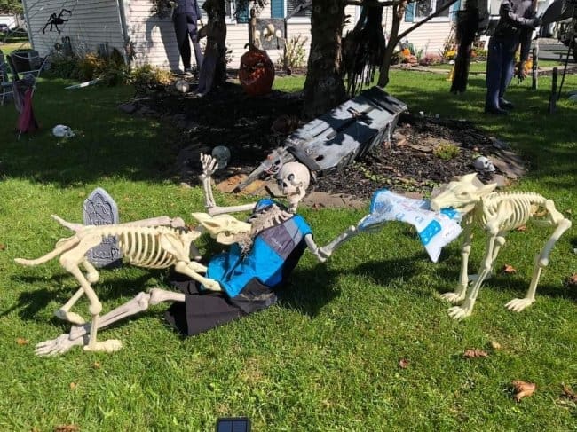 Skeleton dogs fighting over the remains of a skeleton dragged from an open coffin.