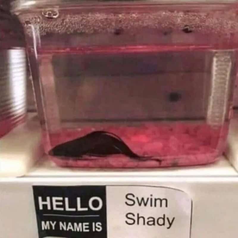 Pet fish in a small tank labeled with a name tag reading Hello my name is Swim Shady.