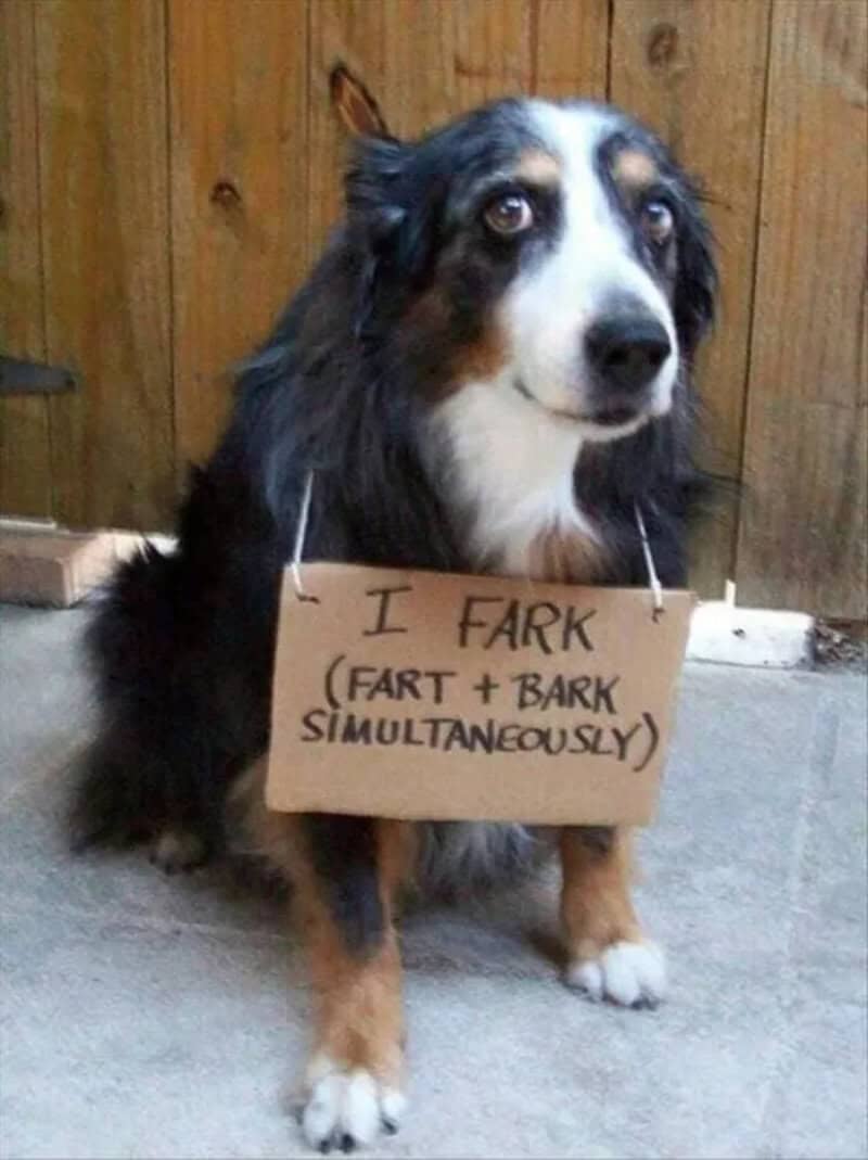 Dog wearing a cardboard sign reading I fark, meaning fart and bark at the same time.