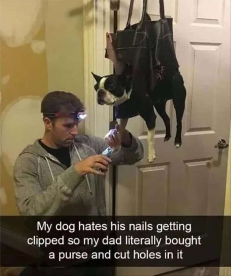 Dad clipping a dog's nails while the dog hangs in a purse with holes cut for its legs.