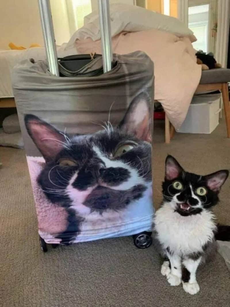 Cat sitting beside a suitcase cover printed with its own face, making the same surprised expression.