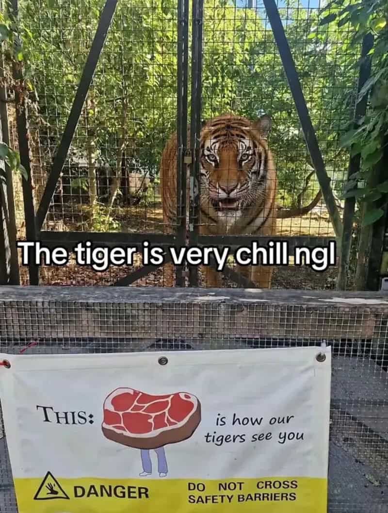 Tiger behind a fence above a sign showing a steak with legs labeled how tigers see you.