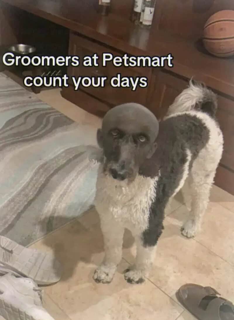 Poodle with a shaved head and a fluffy body staring at the camera after a grooming mishap.