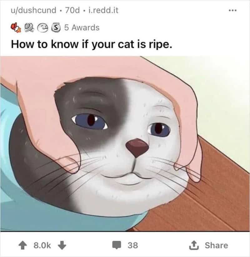 Hands gently squeezing a cat's head to check if the cat is ripe.