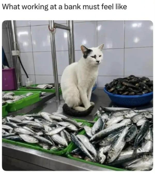 Work memes joke of a white cat guarding piles of fish like a bank teller.
