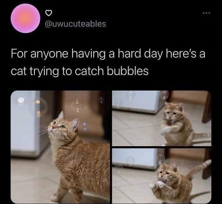 funny cat memes