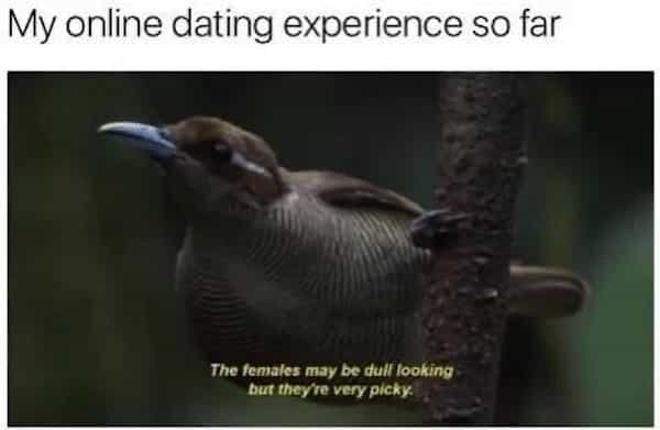 being single memes My online dating experience so far The females may be dull looking but they're very picky.