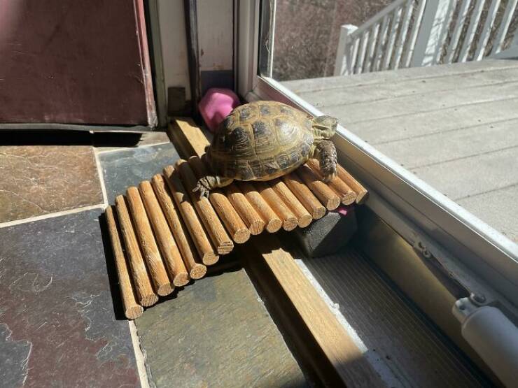 redneck solutions turtle ramp