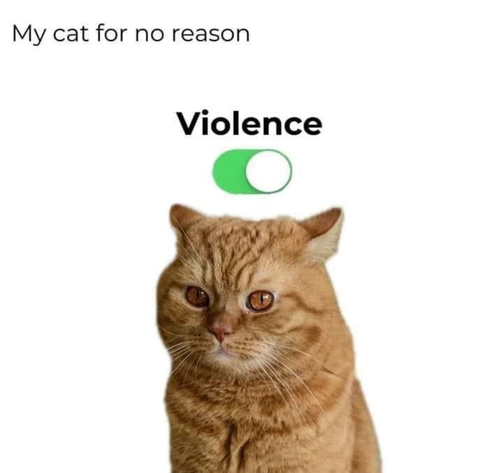 funny memes My cat for no reason Violence