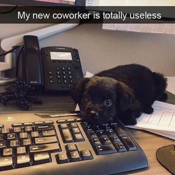 funny memes