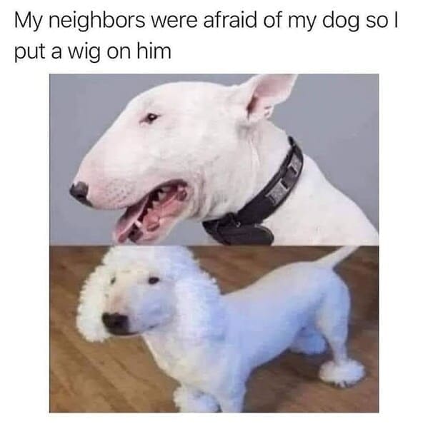 Derpy animals My neighbors were afraid of my dog so l put a wig on him