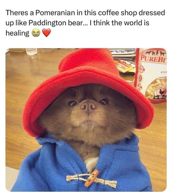 Derpy animals Theres a Pomeranian in this coffee shop dressed up like Paddington bear... I think the world is healing
