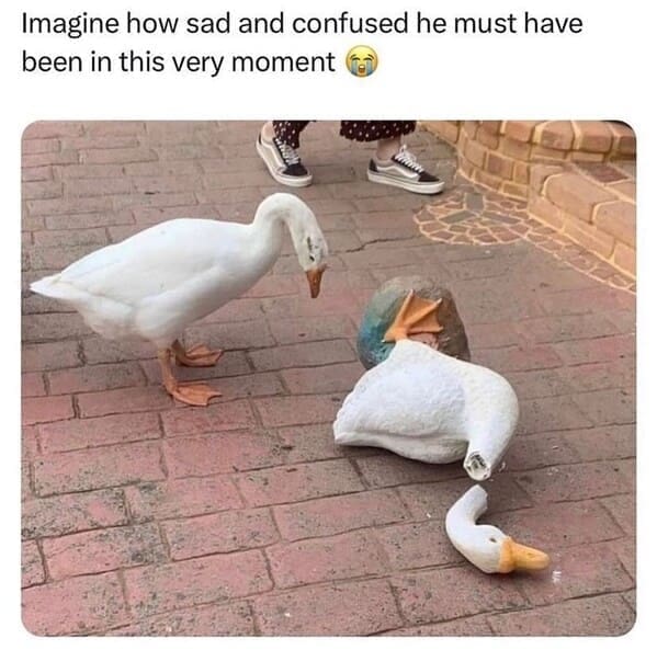 Derpy animals Imagine how sad and confused he must have been in this very moment