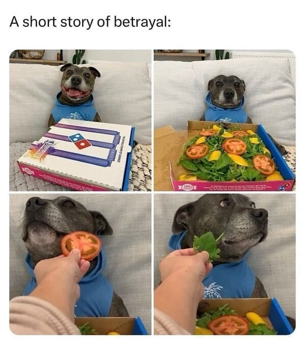 Derpy animals A short story of betrayal: