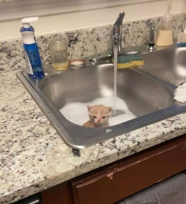 Derpy animals kitten in sink