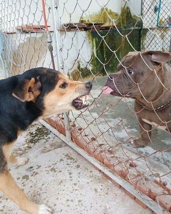 Derpy animals