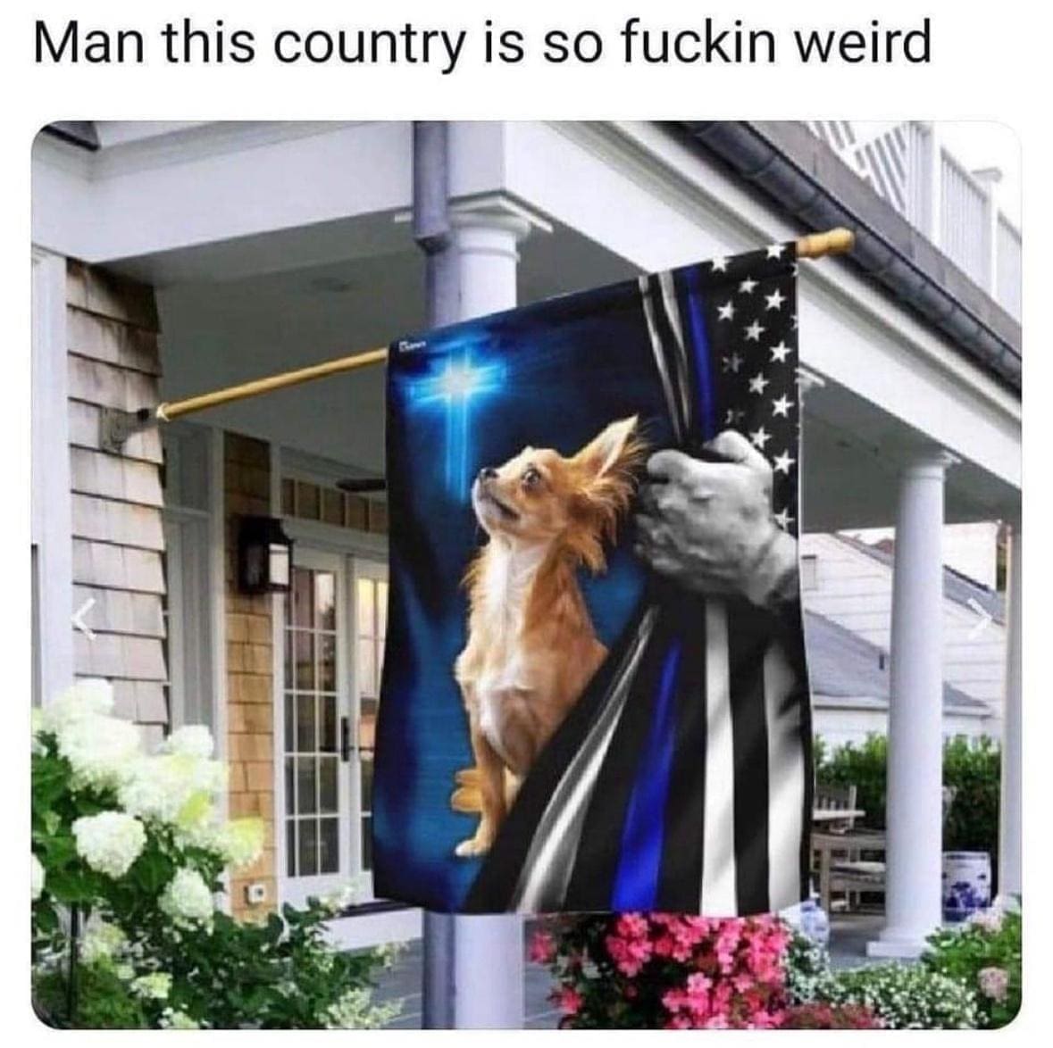 funny memes chihuahua blue line flag