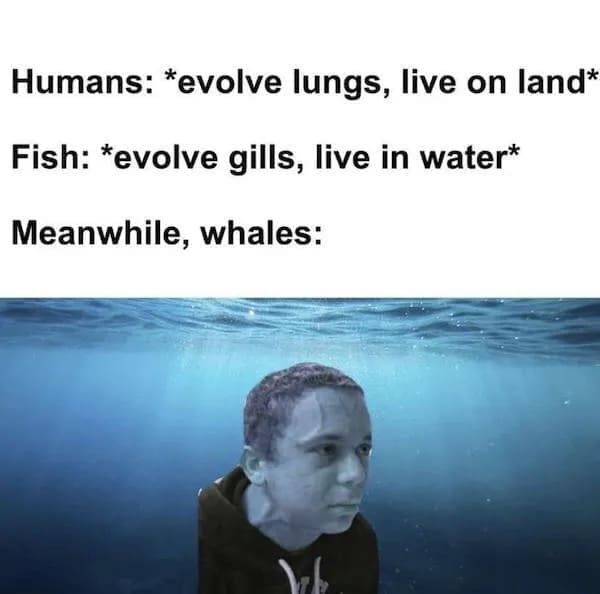 funny pics Humans: *evolve lungs, live on land* Fish: *evolve gills, live in water* Meanwhile, whales: