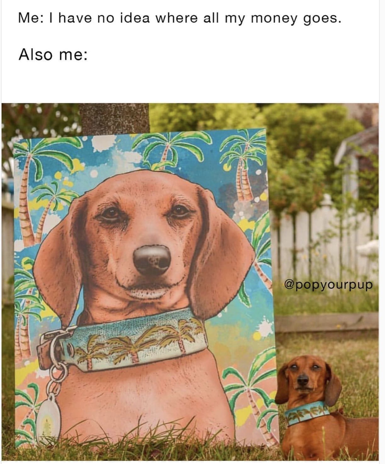 funny pics