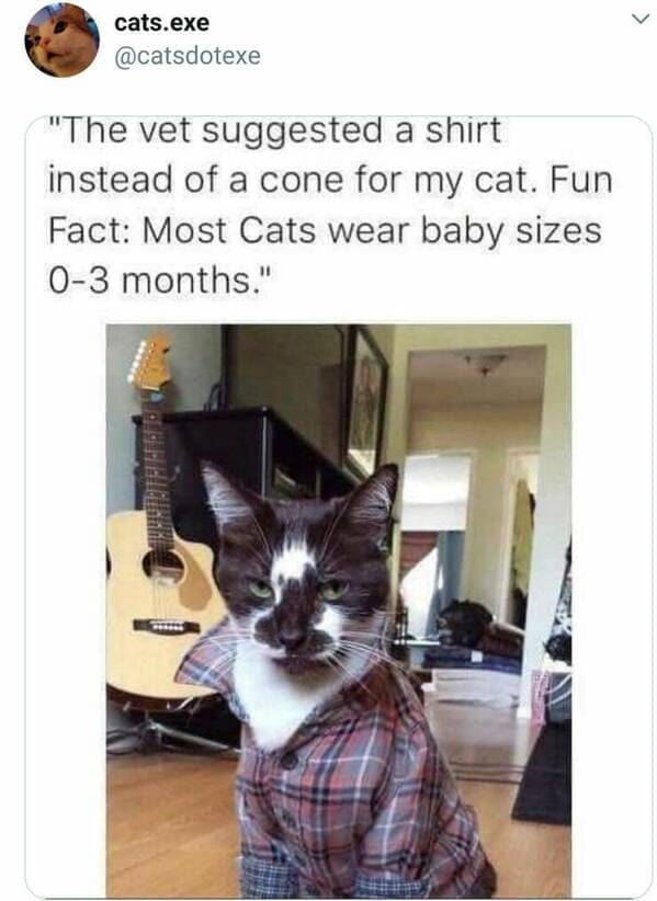 meme dump, hilarious memes, meme compilation, funny meme gallery, humor dump