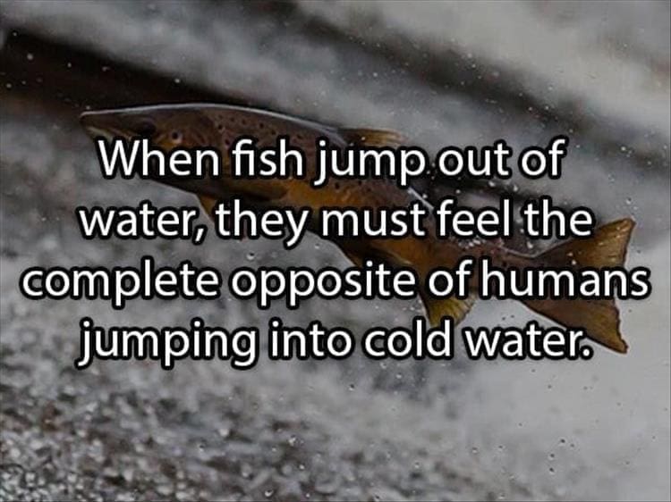 Reddit Shower Thoughts When fish jump out of water, they must feel the complete opposite of humans jumping into cold water.