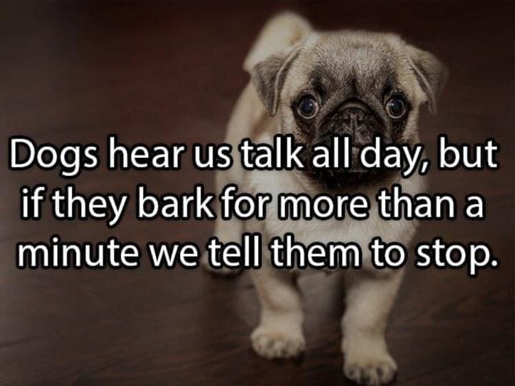 Reddit Shower Thoughts Dogs hear us talk all day, but if they bark for more than a minute we tell them to stop.