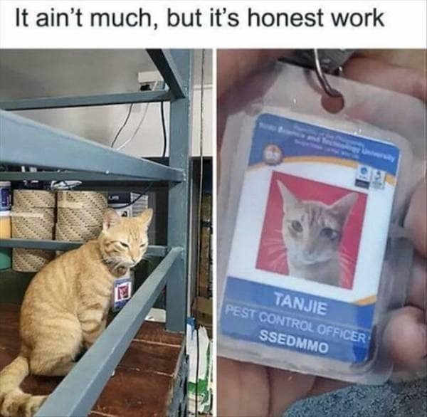 work memes, office humor