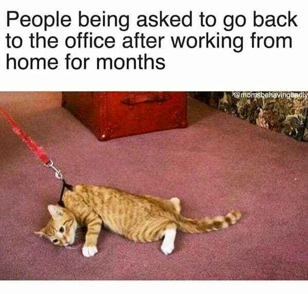 Workplace memes People being asked to go back to the office after working from home for months