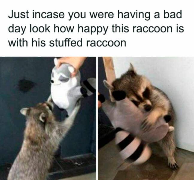 Brain memes Just incase you were having a bad day look how happy this raccoon is with his stuffed raccoon