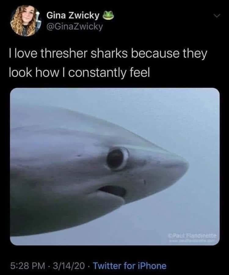 classic memes, vintage memes, old memes, best memes, Viral Gems, Internet Nostalgia, Modern Era Memes, Iconic Internet Memes, Timeless Digital Humor, Memetic