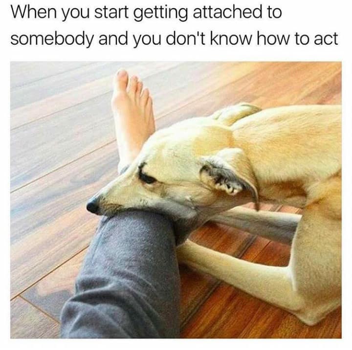 meme dump, hilarious memes, funny memes, laughter-inducing memes, amusing memes, comical memes, uproarious memes