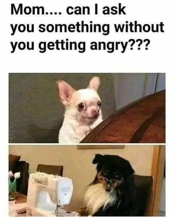 relatable memes, universal memes, shared experiences, human connection, relatable humor, relatable jokes, meme camaraderie