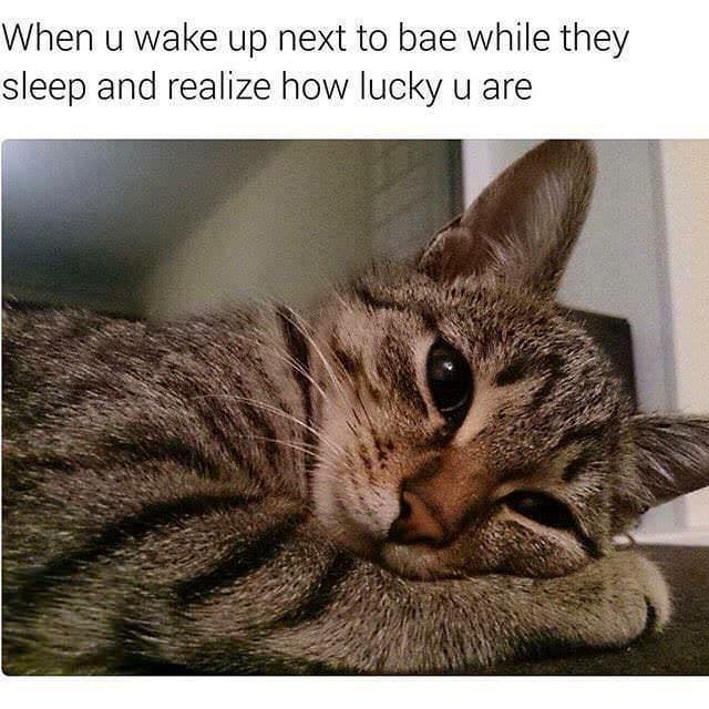 relationship memes, love memes, couples humor, romantic laughter, partnership memes, dating humor, affectionate jokes