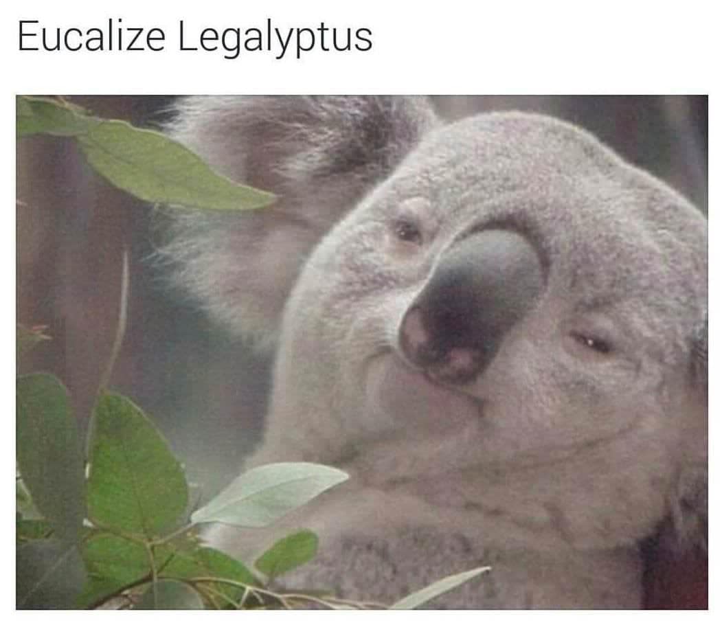 420 memes, weed memes, stoner memes, Cannabis Memes, Funny Stoner Content, Hilarious Stoner Stuff, Amusing Dope Culture, Pot Jokes, Cannabis Comedy