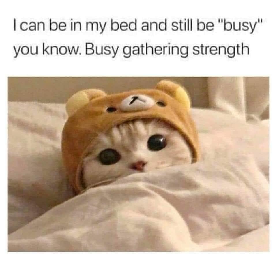 animal memes, funny animal memes, funny pet memes, humorous animal images, amusing animal jokes, comical creature memes, hilarious pet pics, chuckle-worthy animal humor