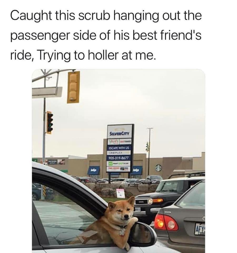 animal memes, funny animal memes, funny pet memes, humorous animal images, amusing animal jokes, comical creature memes, hilarious pet pics, chuckle-worthy animal humor