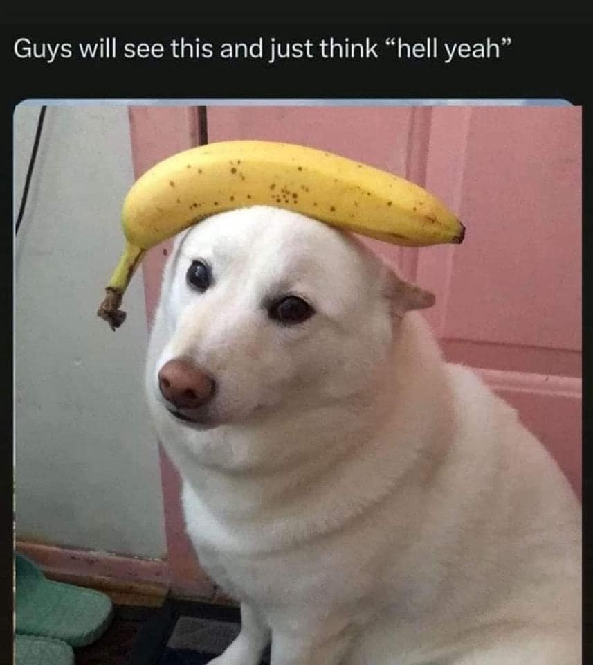 dog memes, doggo memes, funny dog memes, hilarious dog memes, best dog memes, canine memes, pup memes, amusing dog memes
