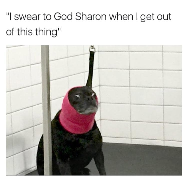dog memes, doggo memes, funny dog memes, hilarious dog memes, best dog memes, canine memes, pup memes, amusing dog memes