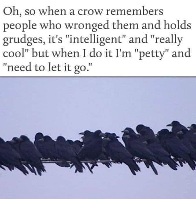 funny memes, funny images, funny pics, hilarious memes