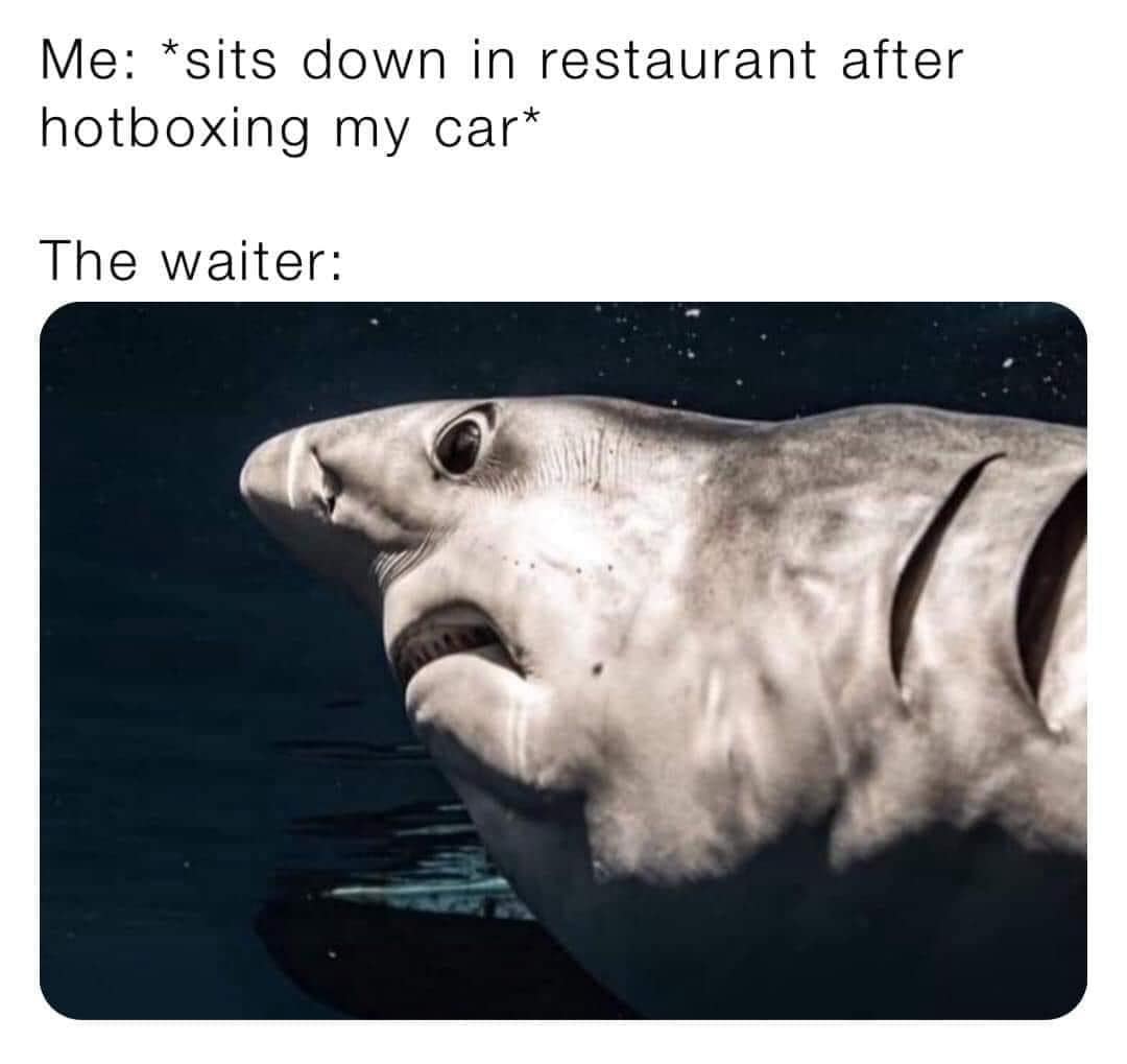 funny memes.