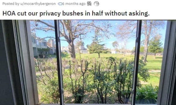 HOA nightmares. HOA cut our privacy bushes in half without asking.