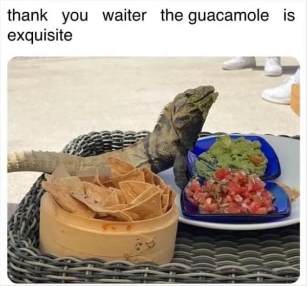 meme dump, funny memes, hilarious memes