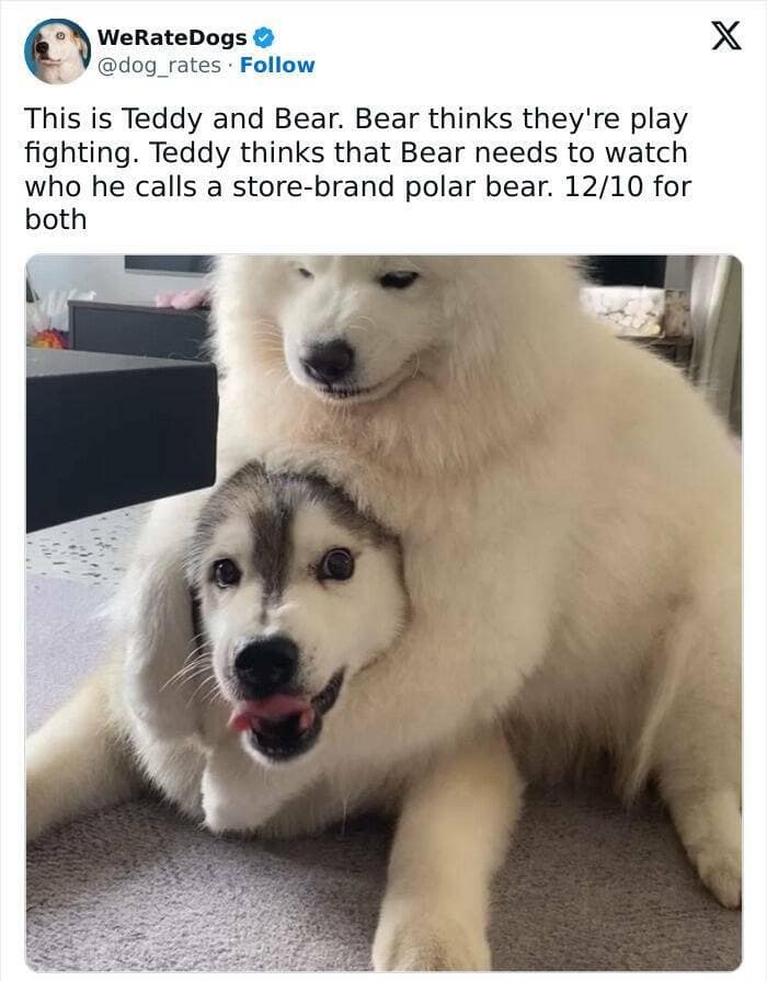 weratedogs, Wholesome memes, Dog humor