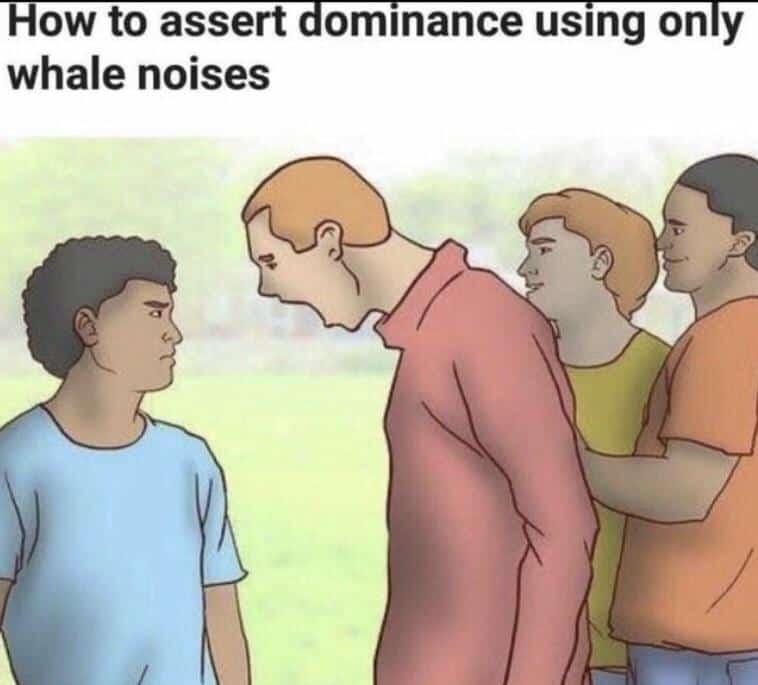 wikihow memes, Funny parodies, Relatable humor memes, Everyday life memes